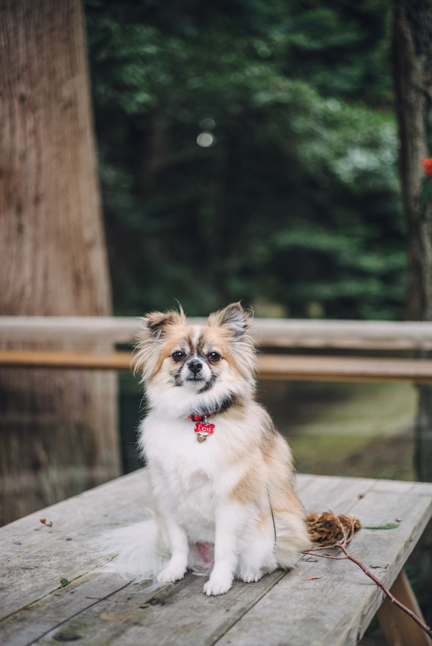 tabby & jimmy whytecliff west vancouver engagement photo shoot vancouver trees forest beach rock wedding west bc british columbia photography photo shoot dog puppy